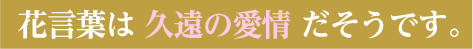 花言葉は 久遠の愛情 だそうです。